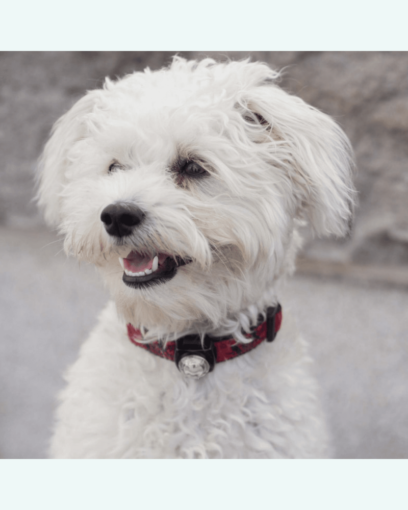 Guardian Dog Collar LED Safety Light