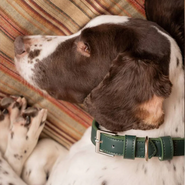 Ralph and Co Green Leather Collar