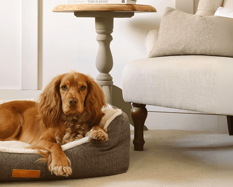 Ralph & Co Lincoln Nest Bed