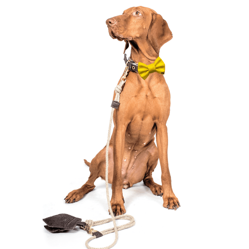 Funky Dog Bow Tie - Bright Yellow - woofers & barkers