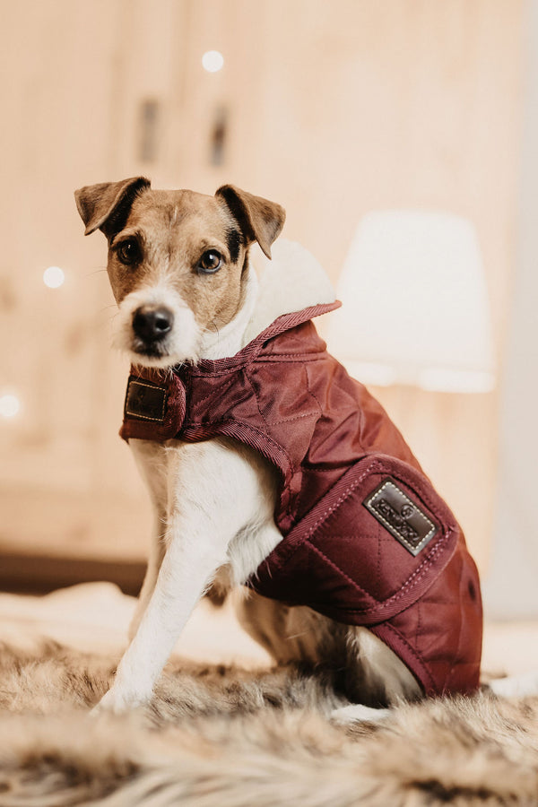 Kentucky Dog Coat -  Bordeaux