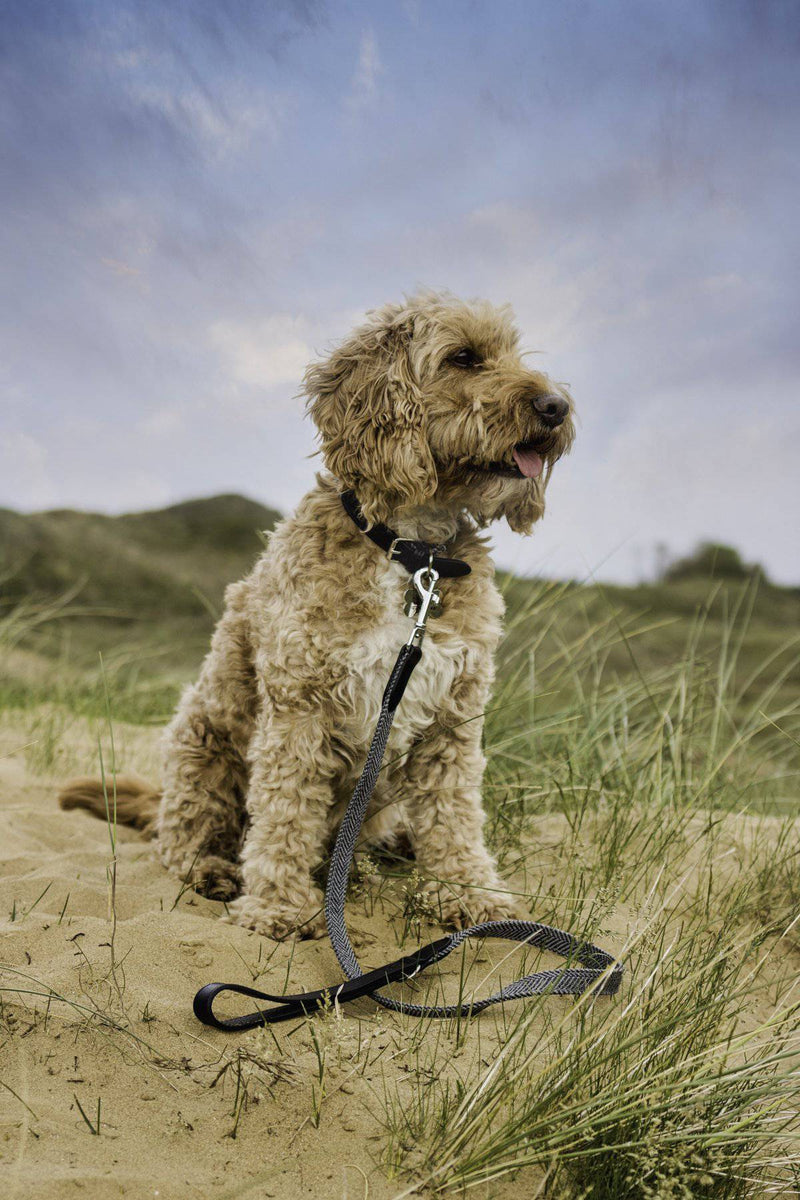 Ralph & Co Balmoral Collar - woofers & barkers
