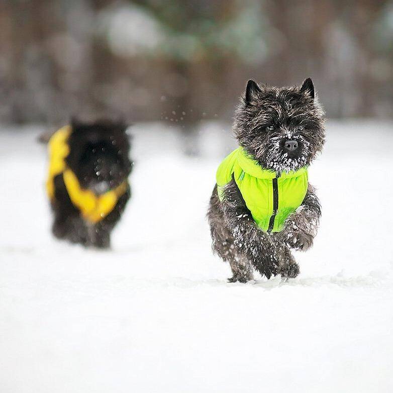 Airy Vest Reversible Yellow/Green - woofers & barkers