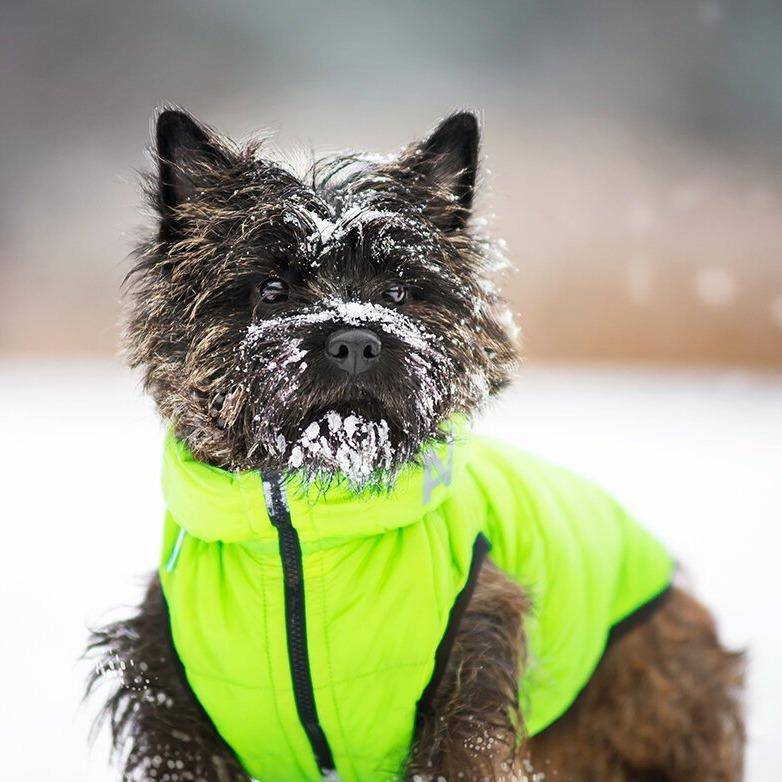 Airy Vest Reversible Yellow/Green - woofers & barkers