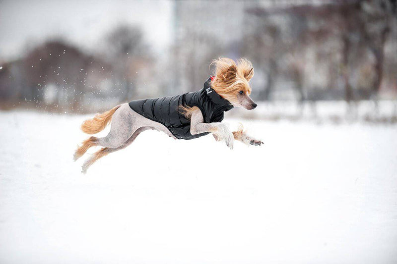 Airyvest dog jacket sales