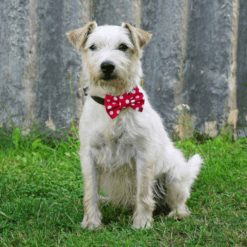 Funky Dog Bow Tie - Classic Red & White Spots - woofers & barkers