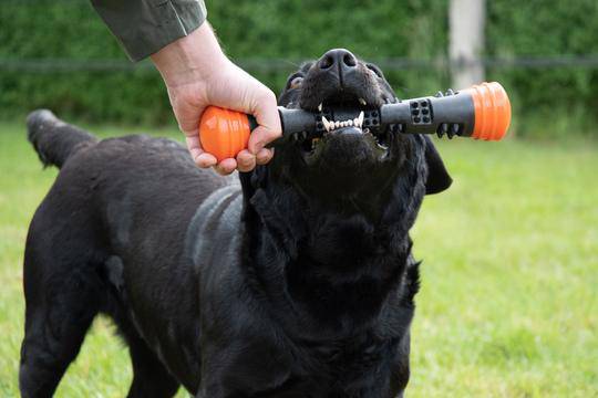 Dog Comet Meteor Throw Sticks in three colours - woofers & barkers