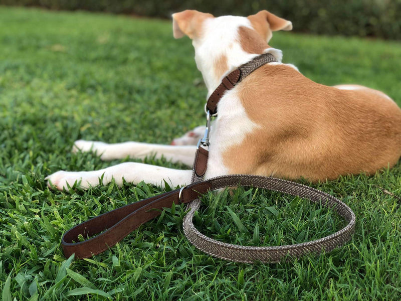Ralph & Co Lincoln Lead - woofers & barkers