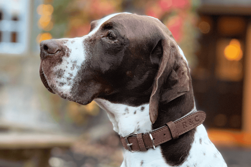 Ralph & Co Lincoln Collar - woofers & barkers