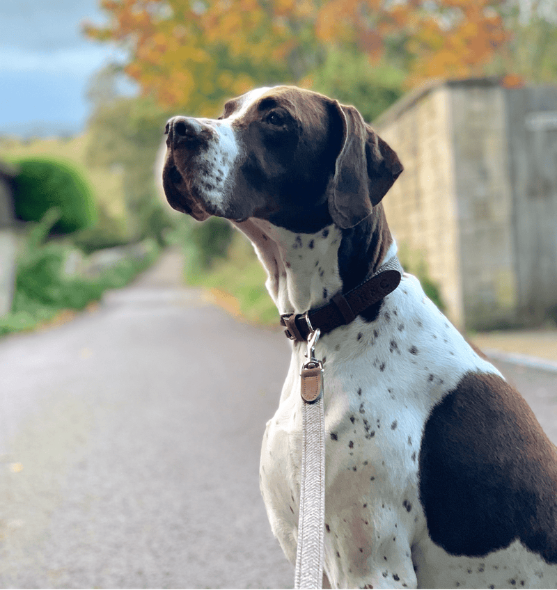 Ralph & Co Lincoln Collar - woofers & barkers