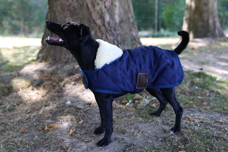 Kentucky Dog Coat - Navy
