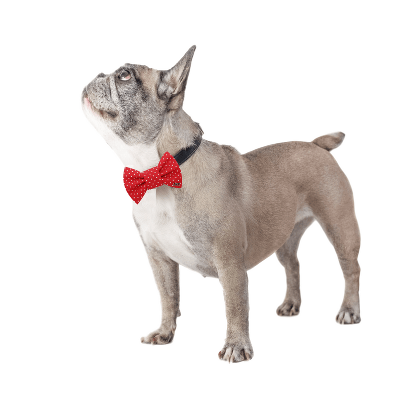 Funky Dog Bow Tie - Classic Red & White Dots - woofers & barkers