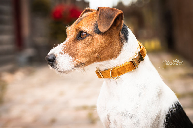 Kentucky Dog Collar - Velvet Orange