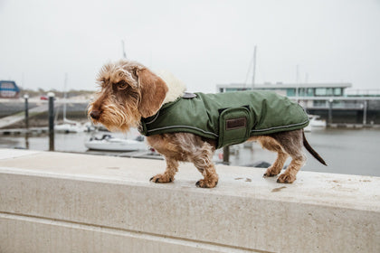 Kentucky Waterproof Dog Coat - Olive
