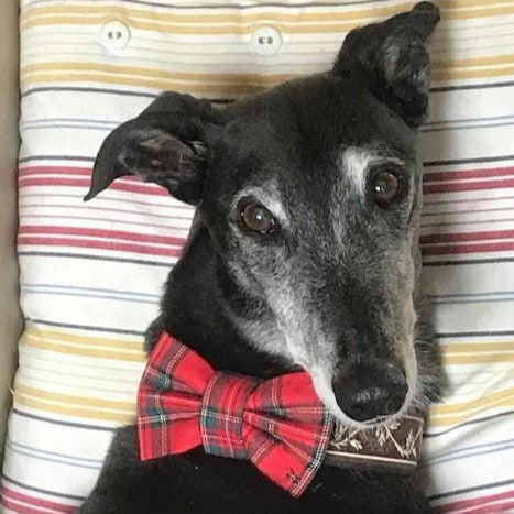 Funky Dog Bow Tie - Classic Tartan - woofers & barkers