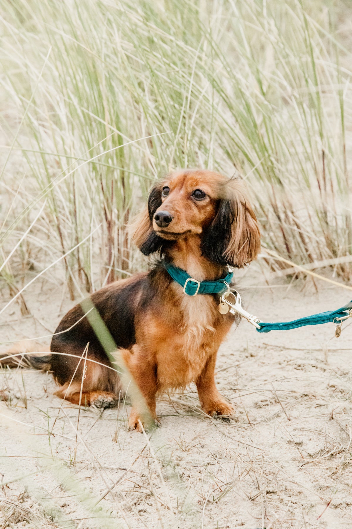 Dachshund Long Legged Small Dog Breeds Dachshund Dog With Short