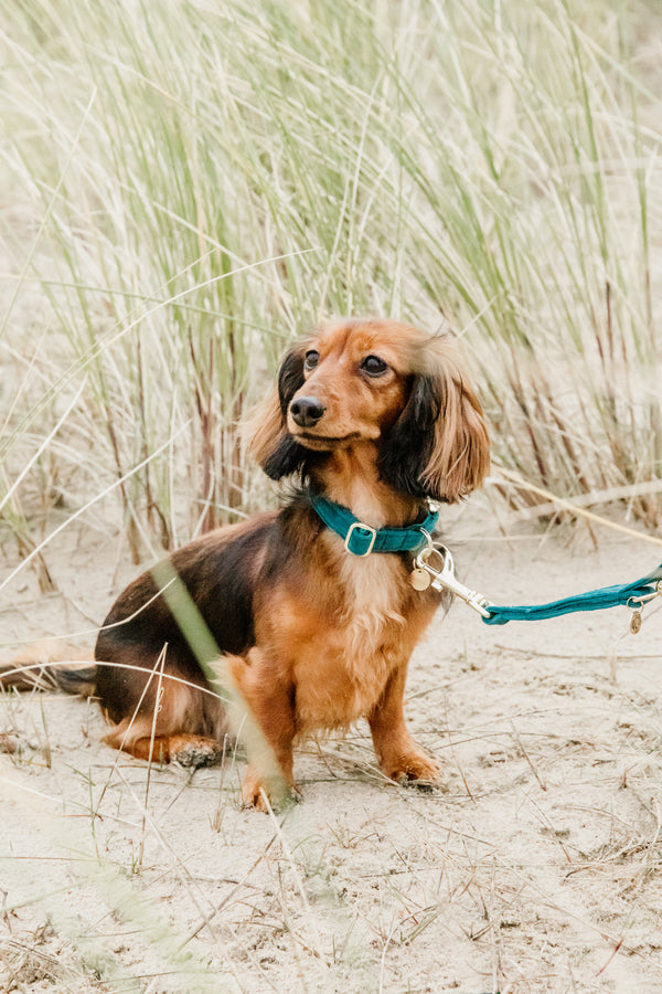 Kentucky Dog Lead - Velvet Emerald