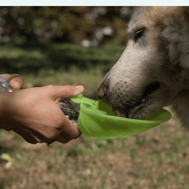 Leaf Bottle/Water Bowl - woofers & barkers