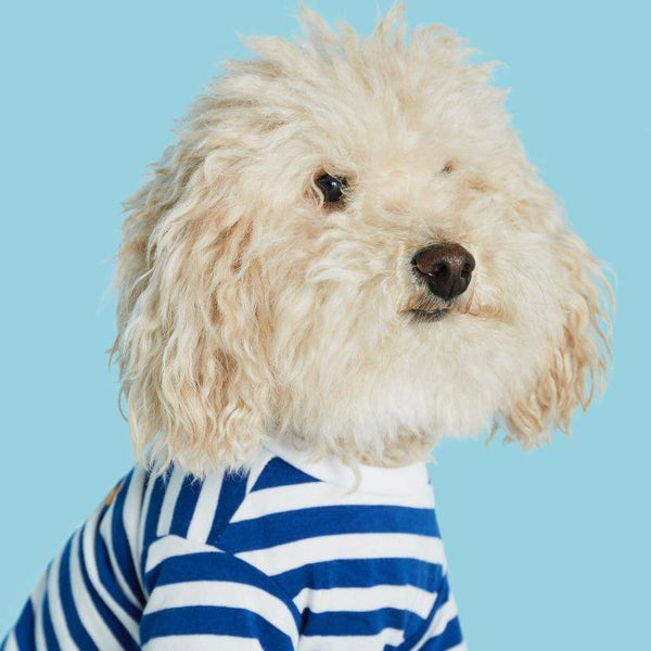 TPW David striped T shirt Blue - woofers & barkers