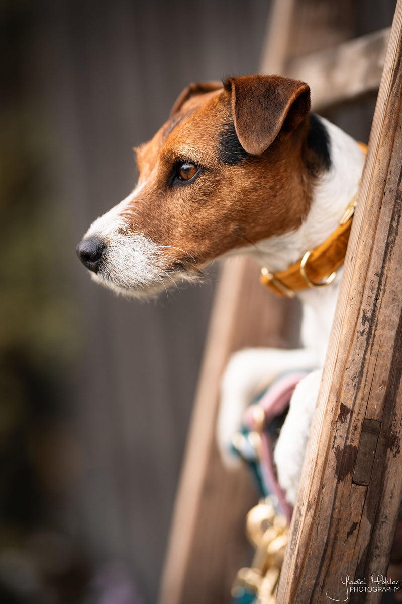 Kentucky Dog Collar - Velvet Orange