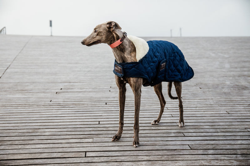 Kentucky Dog Coat - Navy