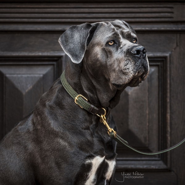 Kentucky Plaited Collar - Olive