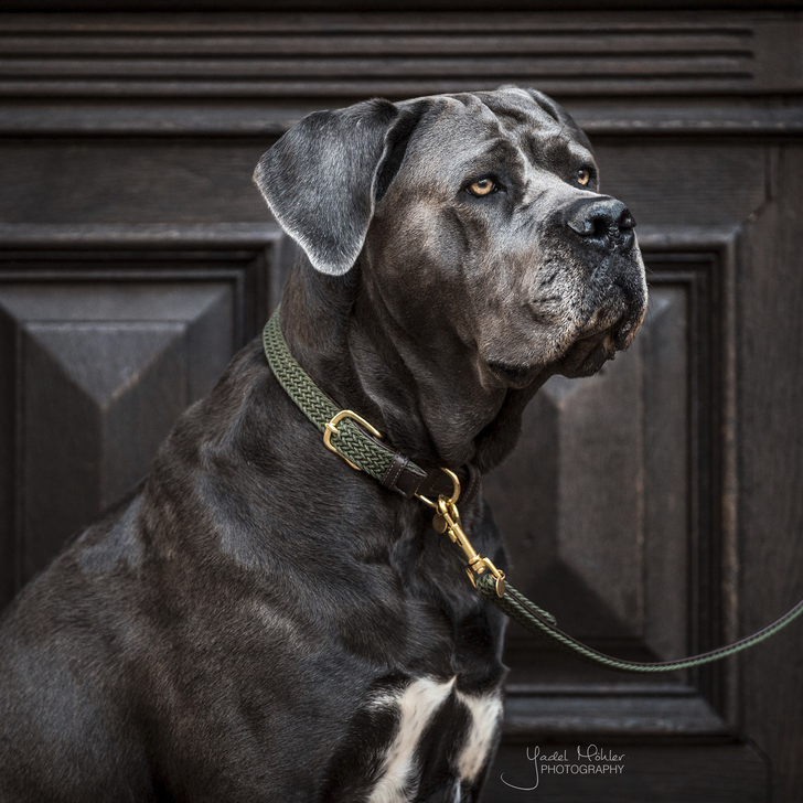 Kentucky Dog Collar - Plaited Olive