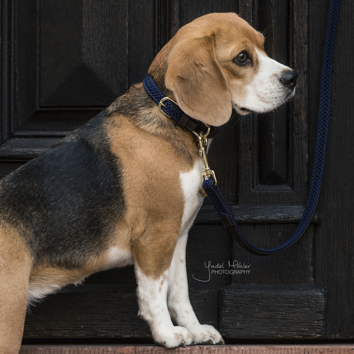 Kentucky Dog Lead -  Plaited Navy