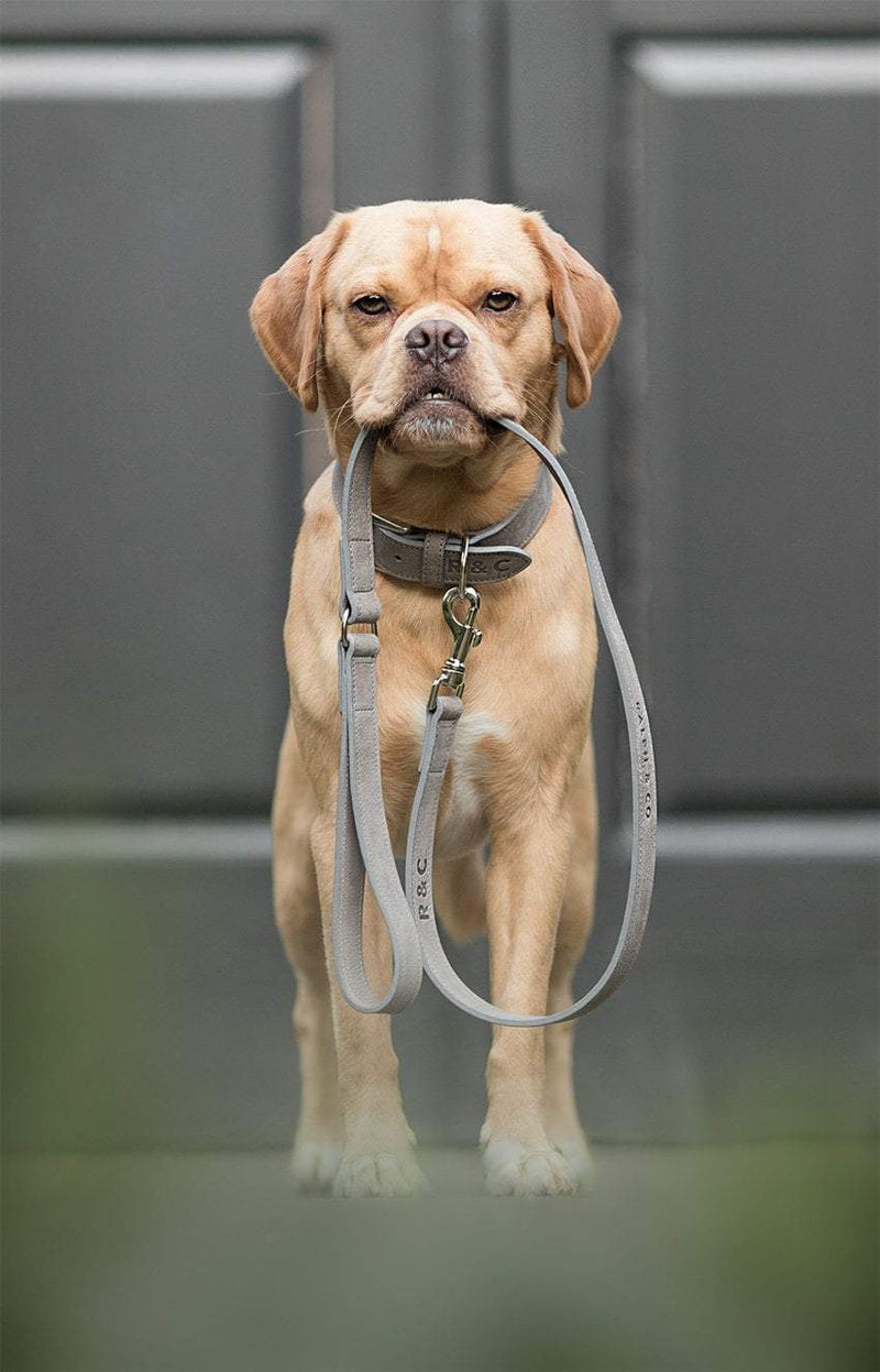 Ralph & Co Garda Collar - woofers & barkers