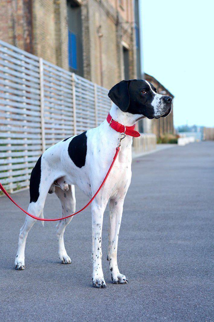 Ralph & Co Como Lead - woofers & barkers