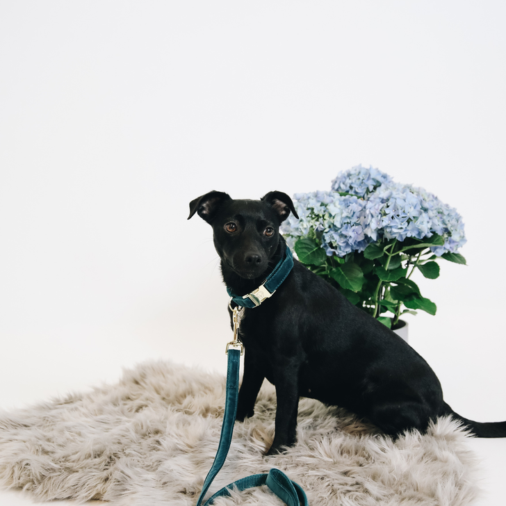 Kentucky Dog Collar - Velvet Emerald