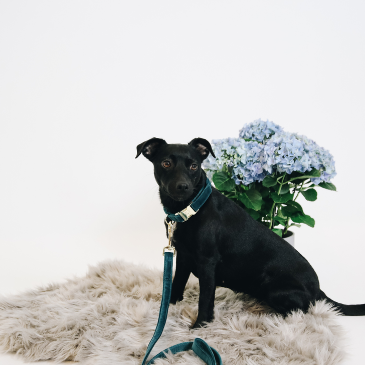 Kentucky Velvet Collar - Emerald