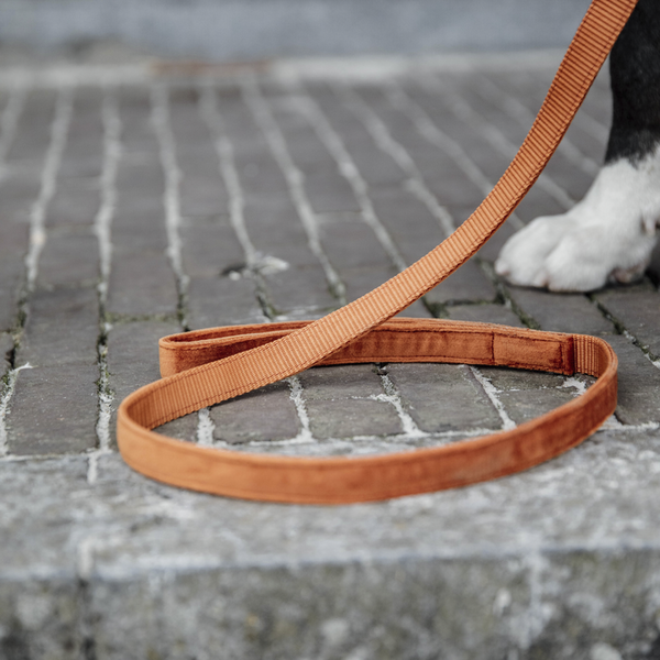 Kentucky Dog Lead -  Velvet Orange
