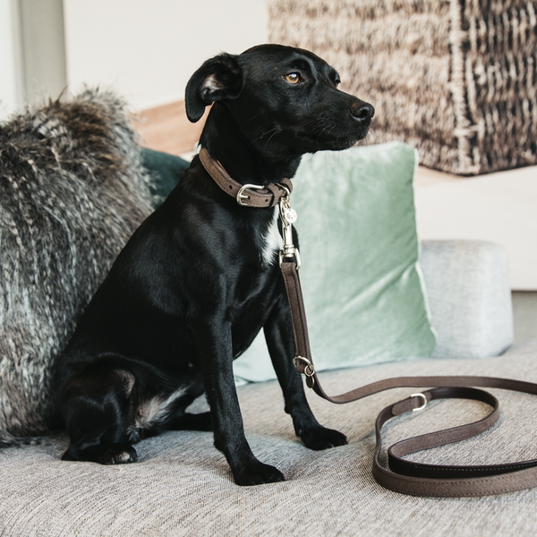 Kentucky Dog Lead 2M - Velvet Brown Leather