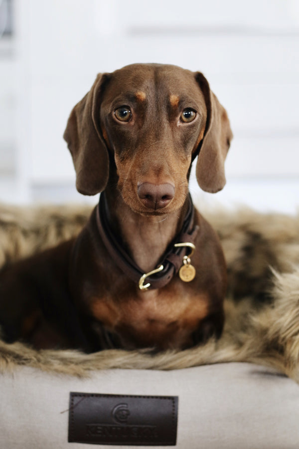 Kentucky Dog Collar -  Velvet Brown Leather
