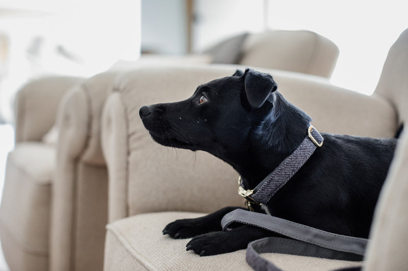 Kentucky Dog Lead - Wool Grey